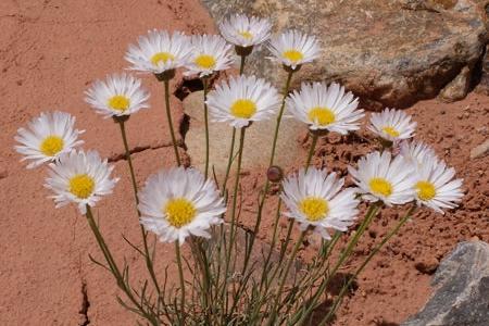 Rocky Mountain Daisy Ring {sz.8}