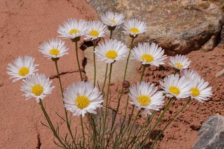Rocky Mountain Daisy Necklace