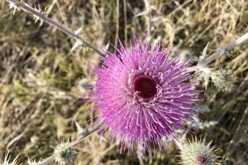 New Mexico Thistle Ring {sz.7.75}
